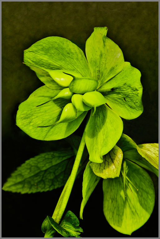 Sun Spurge 1 copy